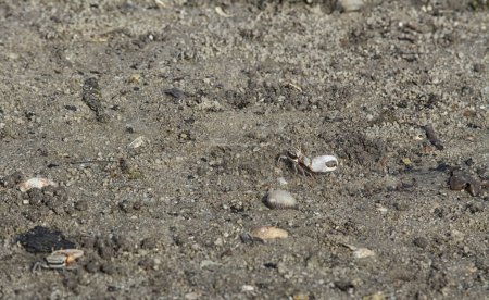 Foto de Pequeños cangrejos burbujeadores de arena en la playa de arena. - Imagen libre de derechos