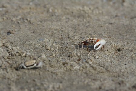 Foto de Pequeños cangrejos burbujeadores de arena en la playa de arena. - Imagen libre de derechos