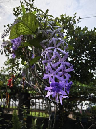 Téléchargez les photos : Regardant vers le haut à la plante de fleur de vigne de papier de verre - en image libre de droit
