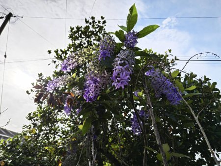 Téléchargez les photos : Regardant vers le haut à la plante de fleur de vigne de papier de verre - en image libre de droit