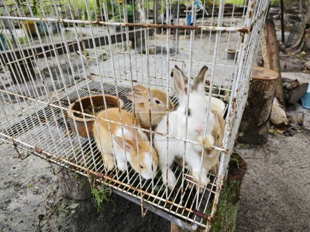 un par de jóvenes conejos blancos y marrones en la jaula.
