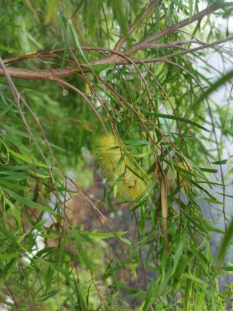 Foto de Oruga peluda amarilla sobre hojas de sauce. - Imagen libre de derechos