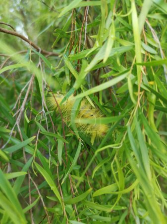 Photo for Yellow hairy caterpillar on willow leaves. - Royalty Free Image