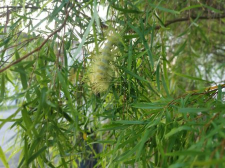 Foto de Oruga peluda amarilla sobre hojas de sauce. - Imagen libre de derechos
