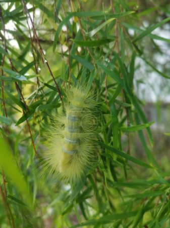 Photo for Yellow hairy caterpillar on willow leaves. - Royalty Free Image