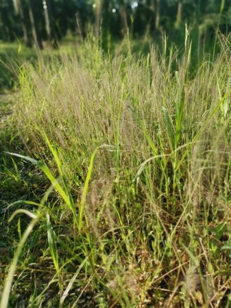 Téléchargez les photos : Broussailleux nain fontaine herbe dans la prairie. - en image libre de droit