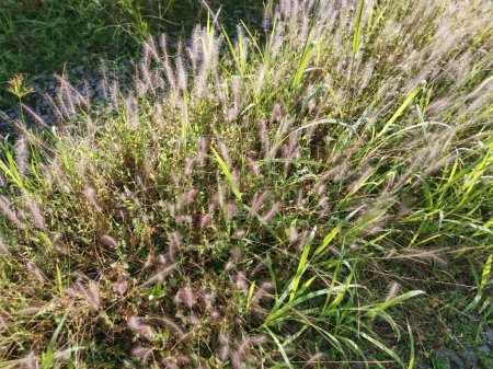 Téléchargez les photos : Broussailleux nain fontaine herbe dans la prairie. - en image libre de droit