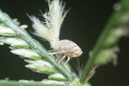 planthopper