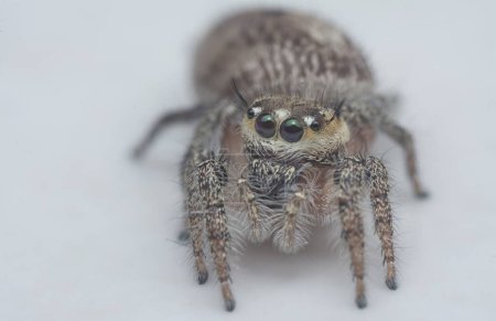 close shot of the hairy Salticidae spider.