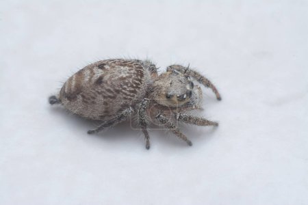 close shot of the hairy Salticidae spider.