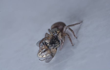 Téléchargez les photos : Plan rapproché de l'araignée poilue Salticidae. - en image libre de droit