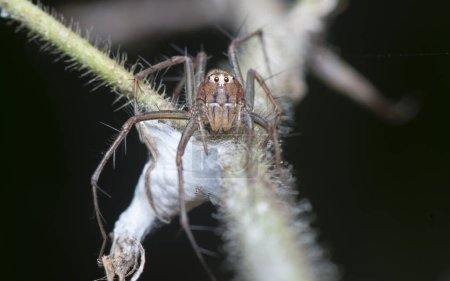 Photo for Close shot of the female Lynx spider - Royalty Free Image