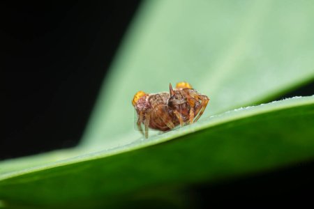 close shot of tiny orange-colored bird dung spider.