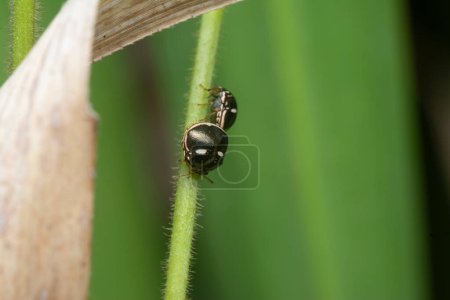 close shot of tiny pill beetle.