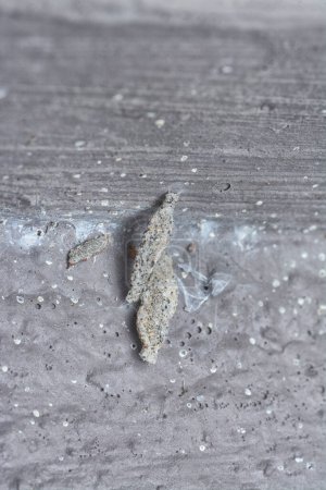 close shot of the plaster bagworm.