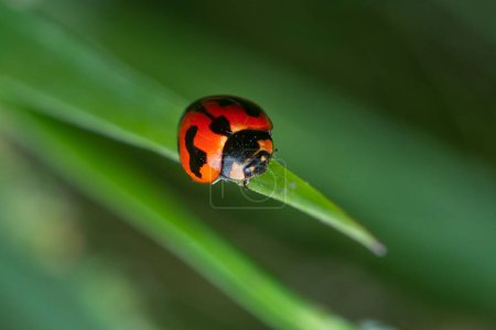 close shot of the Small Transverse Ladybird Beetle.