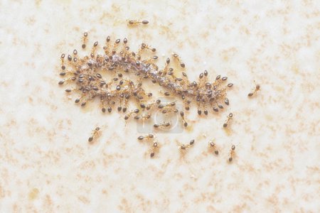 Nahaufnahme der ängstlichen Ameisen, die sich von toten Würmern ernähren