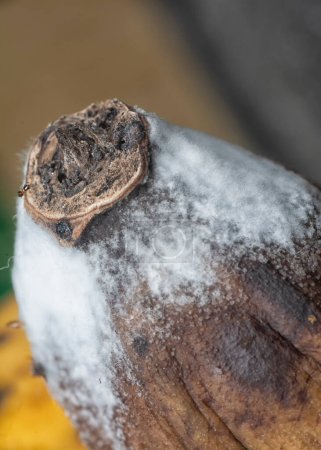 white fungus on the rotting banana skin.