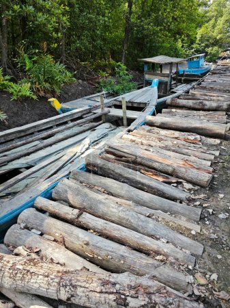 outdoor scene of the cut mangrove wood log.