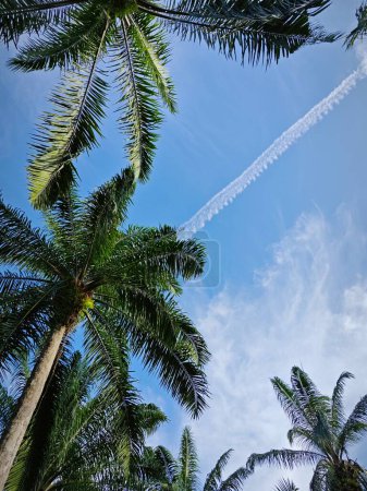 looking up the bright blue cloudy sky with palm leaf in the foreground.