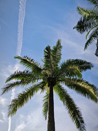 looking up the bright blue cloudy sky with palm leaf in the foreground.