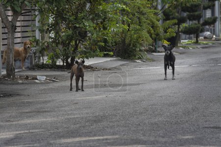 Ausgesetzte streunende Hunde an der Straße.