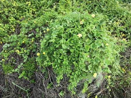 momordica charantia flores amarillas que crecen alrededor de la pradera arbustiva salvaje.