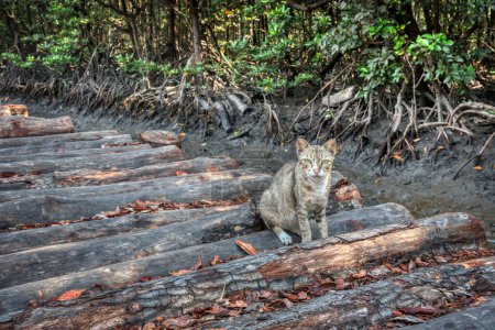 Streunende Katze ruht auf dem getrockneten Mangrovenstamm. 