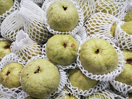 green guava fruit wrapped in foam netting. 