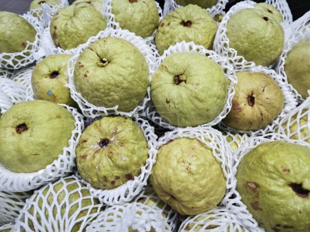 grüne Guaven in Schaumstoffnetze gewickelt. 