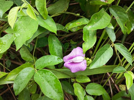 wild violet spurred butterfly pea flower in the bushes.