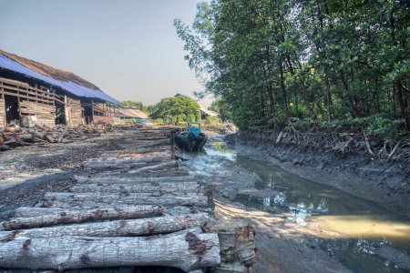 Scene of mangrove logs outside the charcoal factory shed. 