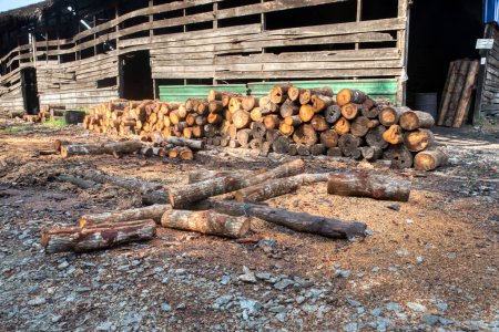 Scene of mangrove logs outside the charcoal factory shed. 