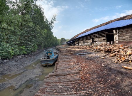 Szene aus Mangrovenstämmen vor dem Schuppen der Holzkohlefabrik. 