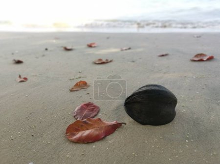 gestrandete getrocknete Treibkokosnuss mit terminalia catappa Blättern am Strand.