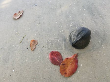stranded dried drift coconut with terminalia catappa leaves on the beach.
