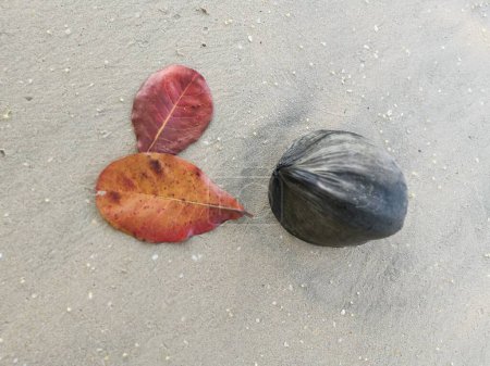 noix de coco séchée échouée à la dérive avec des feuilles de catappa terminalia sur la plage.