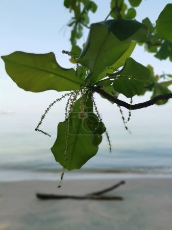 Terminalia catappa branches out by the beachfront.
