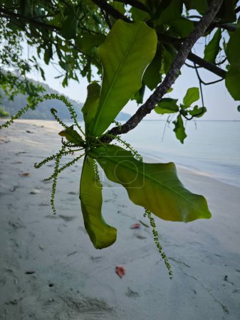 Terminalia catappa branches out by the beachfront.