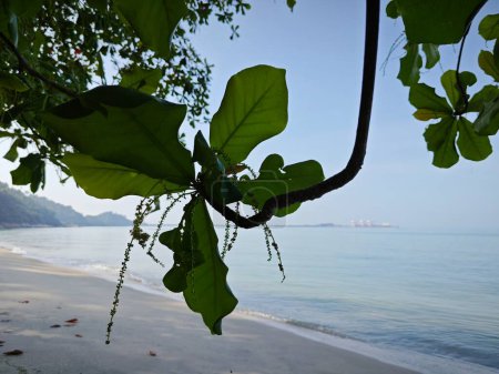 Photo for Terminalia catappa branches out by the beachfront. - Royalty Free Image