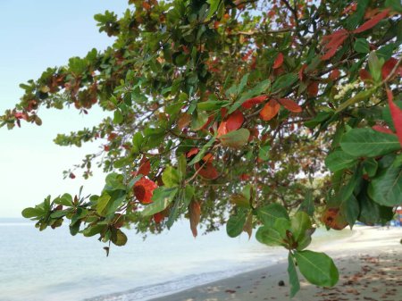 Terminalia catappa verzweigt sich am Strand.