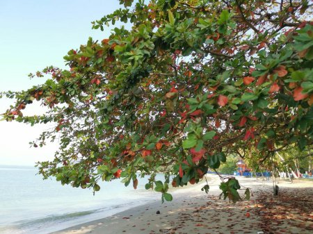 Terminalia catappa se ramifica por la playa.
