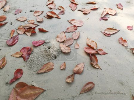 mirando hacia abajo en las hojas secas terminalia catappa en el suelo arenoso.