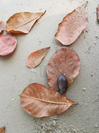 regardant vers le bas sur les feuilles de catappa terminalia séchées sur le sol sablonneux.