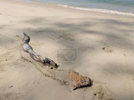 stranded piece of driftwood washed up on sandy beach