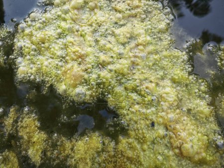 greenish algae sludge floating on the surface of the well.