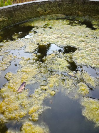 greenish algae sludge floating on the surface of the well.