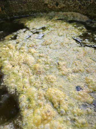 Grünalgenschlamm schwimmt auf der Oberfläche des Brunnens.