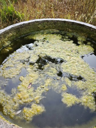 lodo de algas verdosas flotando en la superficie del pozo.