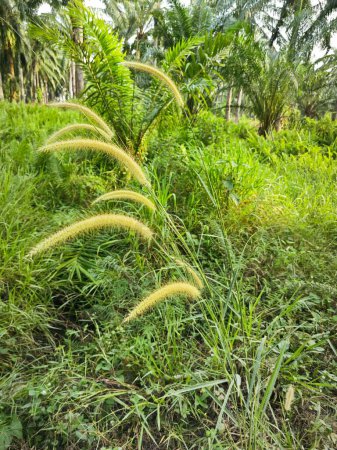 wild bushy meadow of setaria knootroot bristlegrass